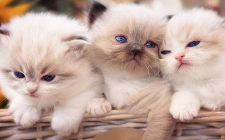 猫咪口吐白沫怎么办,先检查原因再对症下药