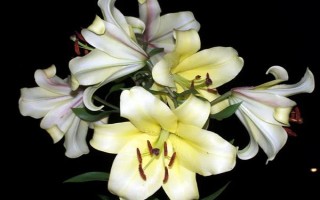 圣诞节适合送哪些花卉,玫瑰花、百合花、郁金香等品种可以考虑