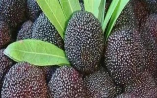 浙江省兰溪市的特产,兰溪杨梅深受消费者喜爱