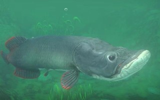 巨骨舌鱼有什么繁殖习性，喜欢在浅滩产卵