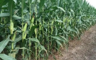 豫禾162玉米种子特点，中抗灰斑病