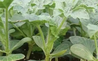 西瓜苗在几叶摘心，在7-10片叶子摘心