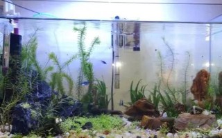 鱼缸无法见光有没有影响，不利于观赏鱼发色和发育