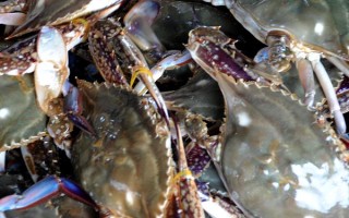 梭子蟹的养殖温度，适宜温度为15.5-26℃