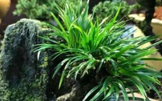 菖蒲有什么名贵品种，姬石菖每株售价25元左右