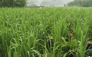 茭白的种植和管理方法,通常在4月至5月上旬定植