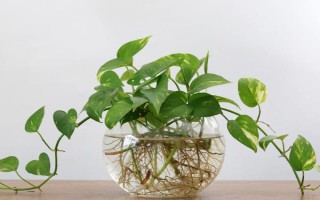 水养绿萝加哪些肥料，加2-3滴营养液即可