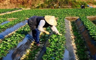 冬天12月可以种草莓吗,可以种但需要防寒保暖
