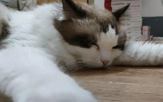 猫黄疸的原因，分为肝前性、肝性、肝后性