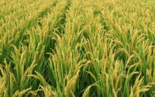 水稻亩产多少，高产稻为1000-1200斤左右/亩