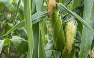 天泰33玉米种子介绍，中等肥力以上地块栽培