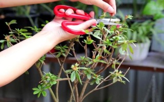 杜鹃花怎么修剪能开花爆盆，要在植株花期结束后进行