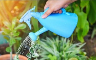 太阳花不开花的原因,可能是光照不足或缺少肥料所致