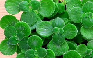 碰碰香夏季养殖要点，适宜生长的温度在15-25℃左右