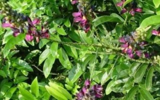 鸡血藤种子的售价和种植方式，一斤大概需要50-60元左右
