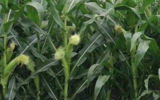 新丹001玉米种子介绍，辽宁省春播生育期130天