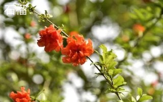 重阳节有哪些花卉开放，一串红、大丽花等品种均在此时开花