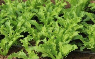 苦菊的种植技术，通常每亩用种2公斤左右