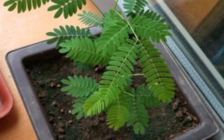 怎么养合欢花，在生长期间应该保证有足够的光照