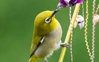 绣眼能每天吃苹果吗，没有必要每天都喂