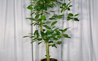 高山榕的养殖方法，老桩在9-10月份种植为佳