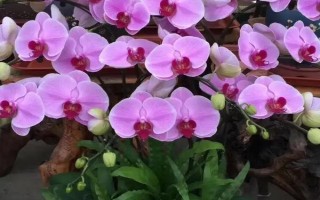 蝴蝶兰的养护方法，环境温度应当控制在15℃以上