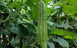 苦瓜出现朱砂叶螨如何防治,可农业防治也可生物防治等