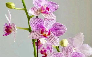 蝴蝶兰的养殖方法，生长期对养分需求量较大