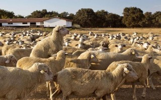 羊怎么配种，以自然交配、人工授精为主