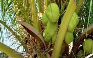 海南文昌的特产，文昌鸡是国家地理标志产品