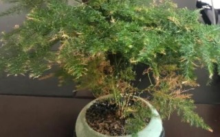 文竹如何施肥,生长期要淡肥勤施
