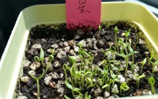 满天星用什么土种植，选择微酸性砂壤土为佳