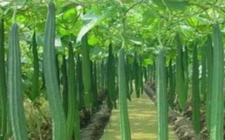 丝瓜的种植技术，要先对种子进行浸泡催芽