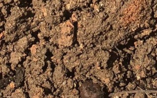 栀子花移盆后叶子蔫了怎么处理，可更换盆土或控制水分等