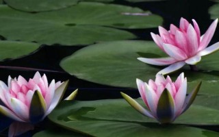 家养睡莲的方式，栽种完成后放置采光较好的位置养护