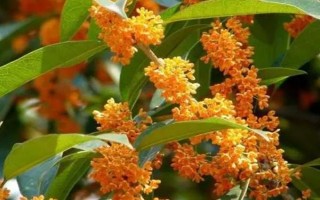 桂花在什么季节开花，一般在秋季开花