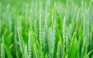 丰抗38小麦种子特点,全生育期197天