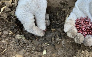 无架豆角的栽培技术，生长到30厘米左右高时要摘心