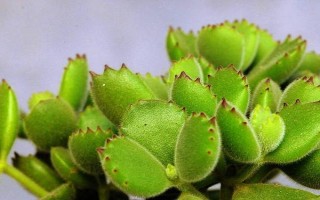 多肉熊童子如何种植,在春秋季节进行种植为佳