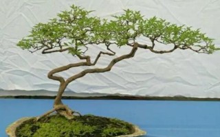 倒卖盆景能挣钱吗,每年的利润是很可观的