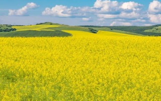 春天开什么花，常见的有桃花、樱花、迎春花等