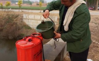 黄姜怎么种植，施入基肥再开沟播种