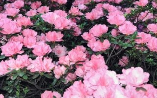 昆明市的市花,是云南山茶花
