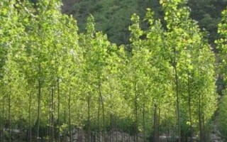杨树有哪些常见品种,山杨、意杨、串杨等品种较常见