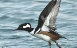 用哪种工具捕捉野生水鸭，竹篓被经常使用