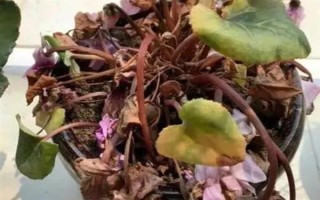 迎客来花蔫了的原因，可能是土壤不适或浇水过多等