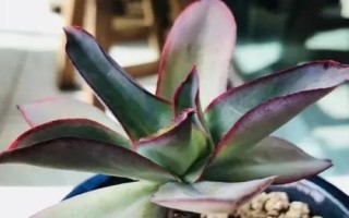 多肉植物景天科拟石莲花属有哪些，常见以下9种