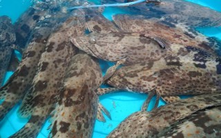 淡水石斑鱼的养殖技术，放养密度根据水流速而决定