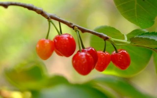 樱桃开花不结果如何处理，采取的措施取决于发生原因