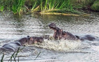 河马可以在陆地上生活吗，河马可以在陆地上生活